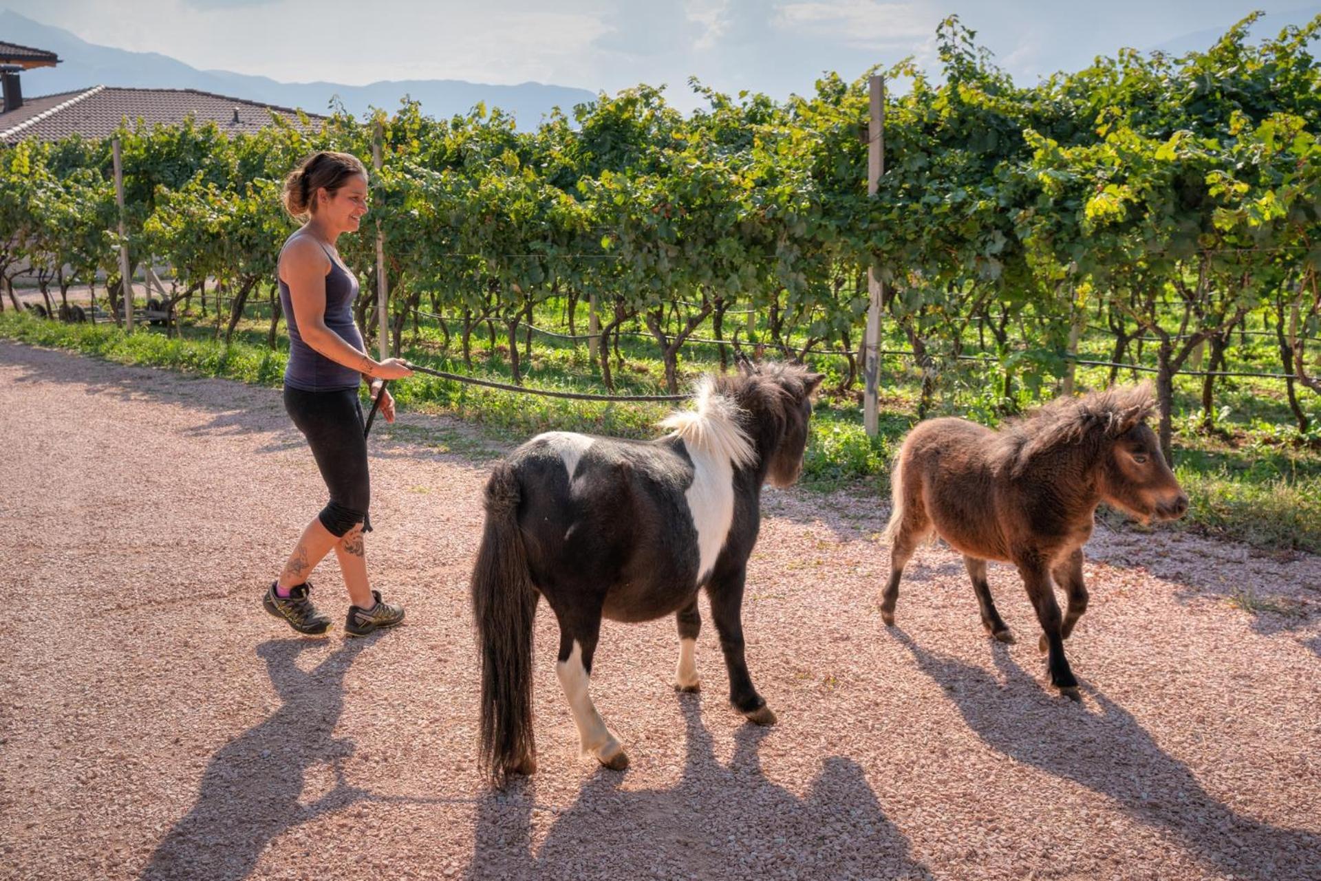 Agritur Maso Librar * Trento